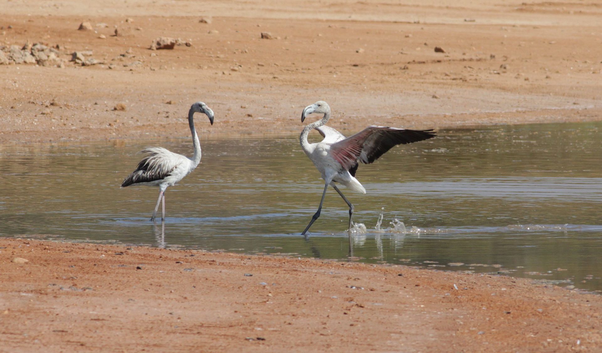 Visita di mezza giornata a Għadira Nature Reserve