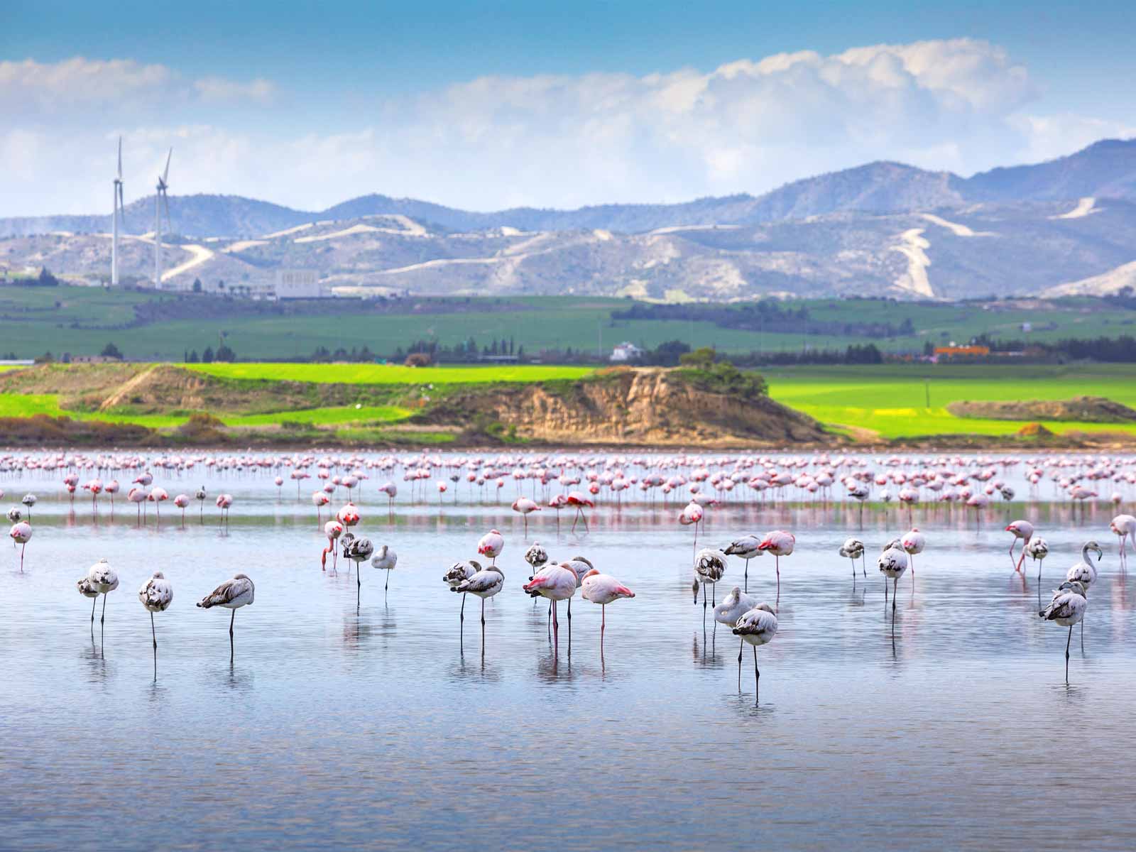 Escursione mezza giornata: Lago Salato, Moschea Hala Sultan Tekke e Chiesa di San Lazzaro